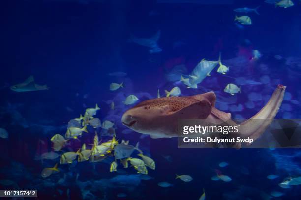 s.e.a. aquarium, singapore - atlanta aquarium stock pictures, royalty-free photos & images
