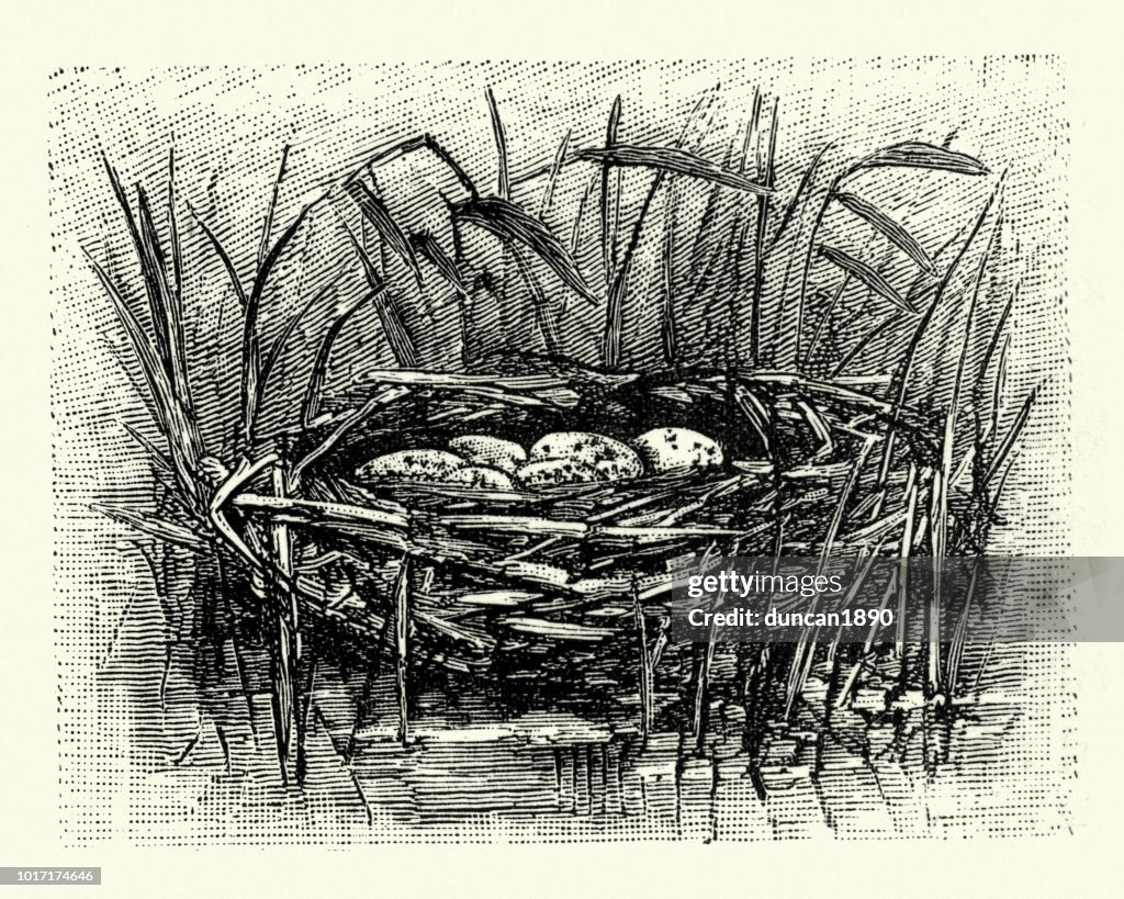 Natural History, Birds, Eurasian coot (Fulica atra) Nest and Eggs