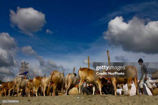 Cattle traders gather in Dhaka, Bangladesh, on August 15, 2018 on August 15 as they try to sell livestock to customers ahead of the annual Muslim Eid...