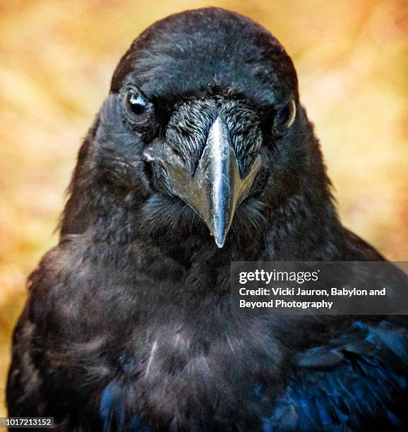 friendly raven looking at camera at lake mcdonald lodge, glacier national park - crow bird 個照片及圖片檔