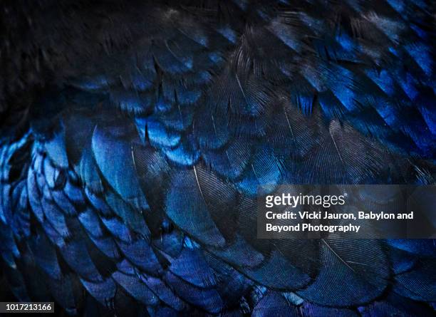 feather details and texture of black raven in glacier national park - feather stockfoto's en -beelden