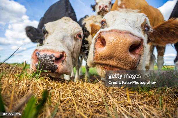 curious cows - snout fotografías e imágenes de stock