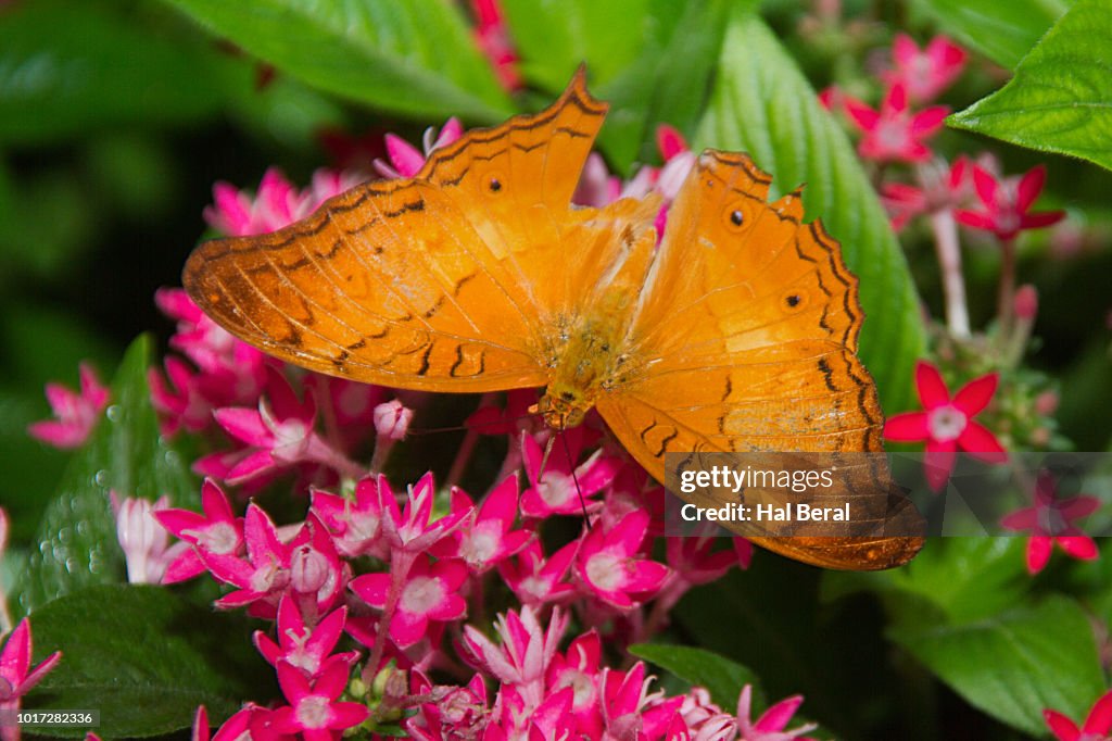 The Cruiser Butterfly