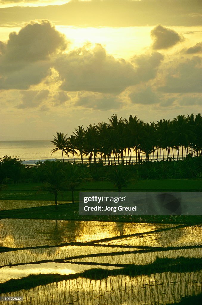 RICE FIELD, BALI, INDONESIA