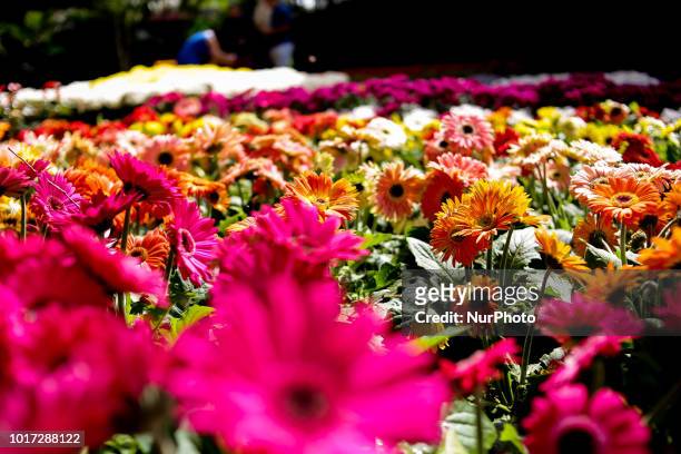 Preparations for Expoflora 2018, the largest fair of flowers and ornamental plants in Latin America, held annually in Holambra, in the interior of...