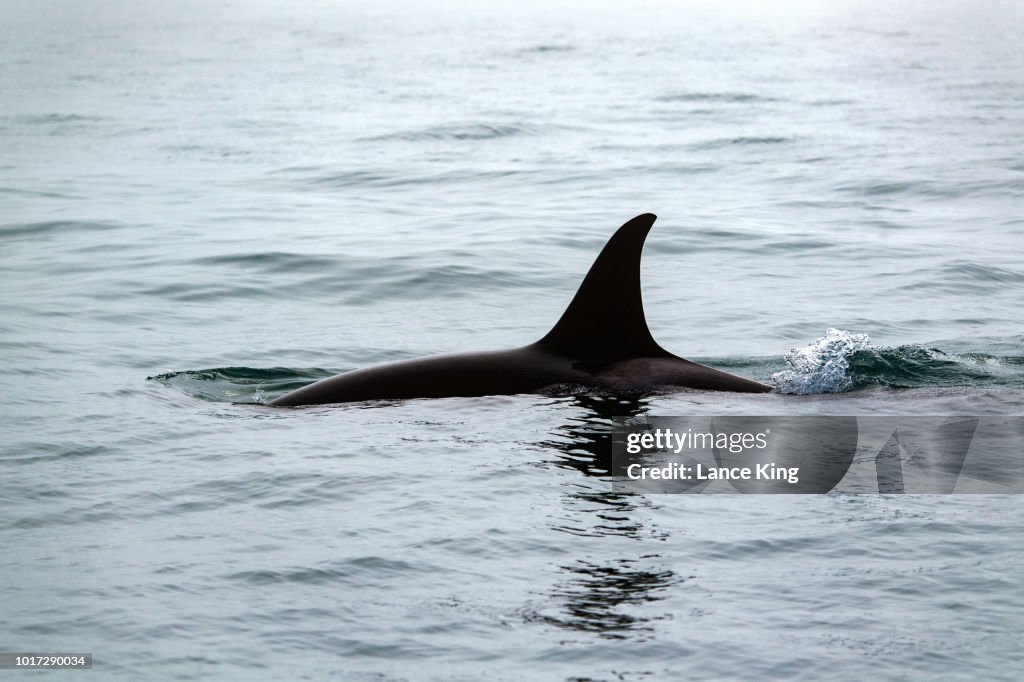 Killer Whale (Orcinus orca) Swims in Resurrection Bay, Alaska