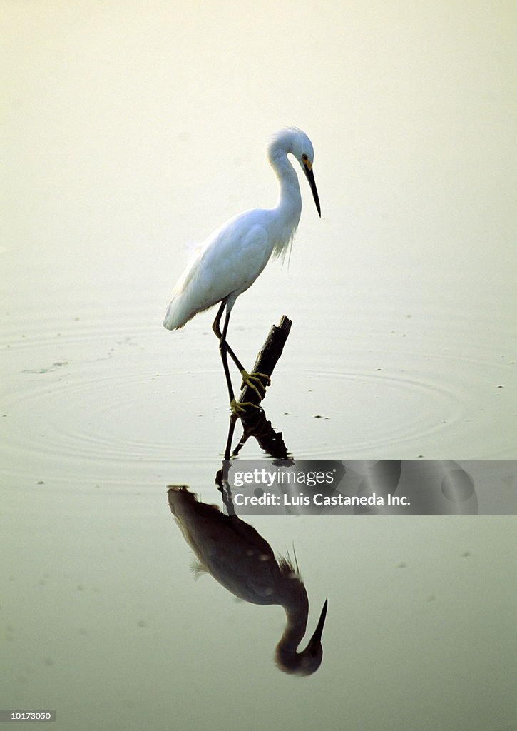 Snowy Egret (Egretta thula)