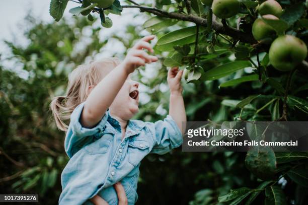 toddler picking apples from an apple tree - hand fruit stock pictures, royalty-free photos & images