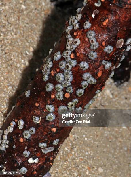 barnacles attached to a mangrove root. - mollusc stock pictures, royalty-free photos & images