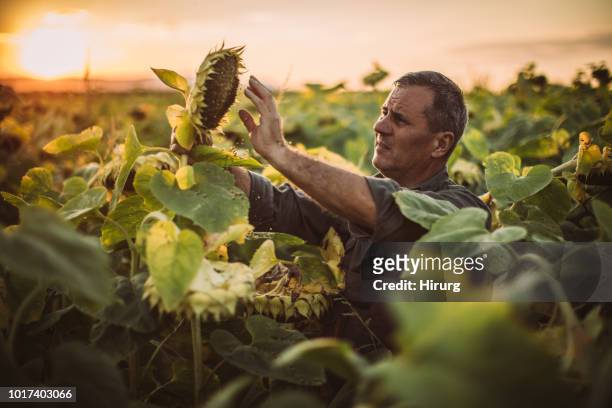 bauer auf seinem sonnenblumenfeld - nutzpflanze stock-fotos und bilder