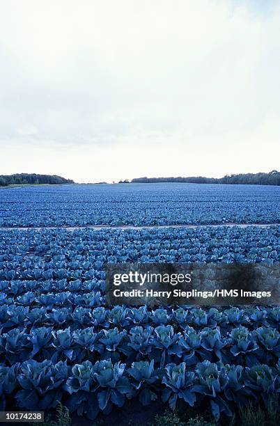 cabbage field, whitehall, michigan - whitehall michigan stock pictures, royalty-free photos & images