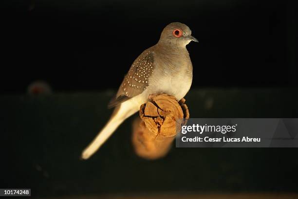 dove, (geopelia cuneata) - geopelia cuneata stock pictures, royalty-free photos & images