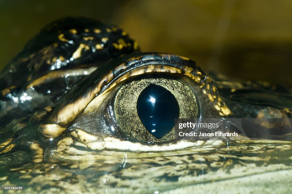 Crocodylus Park, Darwin, Northern Territory, Australia