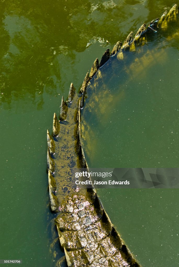 Crocodylus Park, Darwin, Northern Territory, Australia