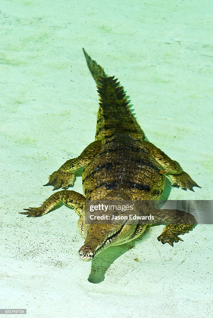 Crocodylus Park, Darwin, Northern Territory, Australia