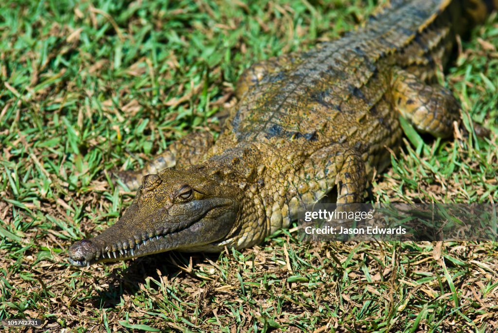 Crocodylus Park, Darwin, Northern Territory, Australia