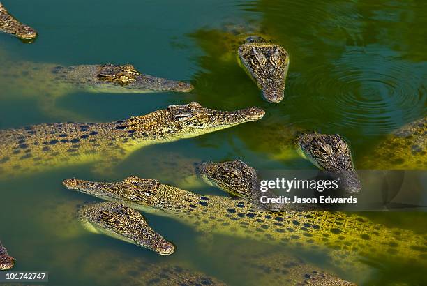 crocodylus park, darwin, northern territory, australia - crocodile marin d'australie photos et images de collection