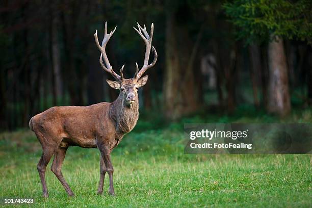 germany, bavaria, red deer (cervus elaphus) - cervo maschio foto e immagini stock