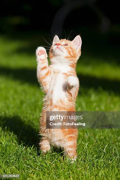 germany, bavaria, ginger kitten playing in grass, portrait - ginger cat stock pictures, royalty-free photos & images