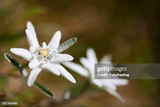 austria, edelweiss flowers (leontopodium alpinum) - edelweiss stock pictures, royalty-free photos & images