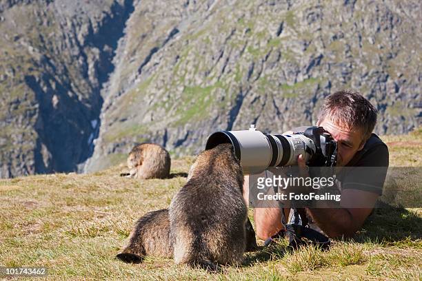 austria, grossglockner, man taking photograph of alpine marmots (marmota marmota) - photographer stock-fotos und bilder