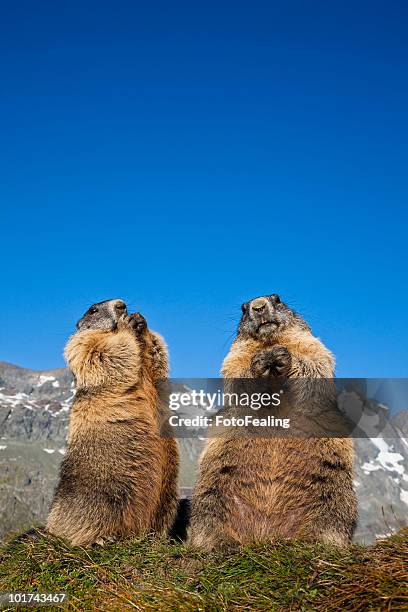 austria, grossglockner, marmots (marmota marmota) - woodchuck stock pictures, royalty-free photos & images