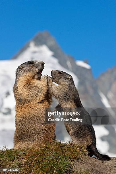 austria, grossglockner, alpine marmots (marmota marmota) - funny groundhog 個照片及圖片檔