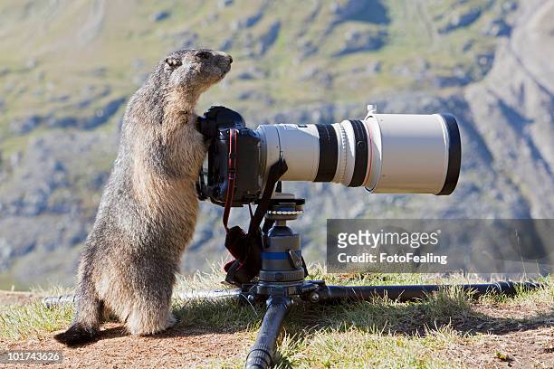 austria, grossglockner, alpine marmot (marmota marmota) standing by camera - funny groundhog fotografías e imágenes de stock
