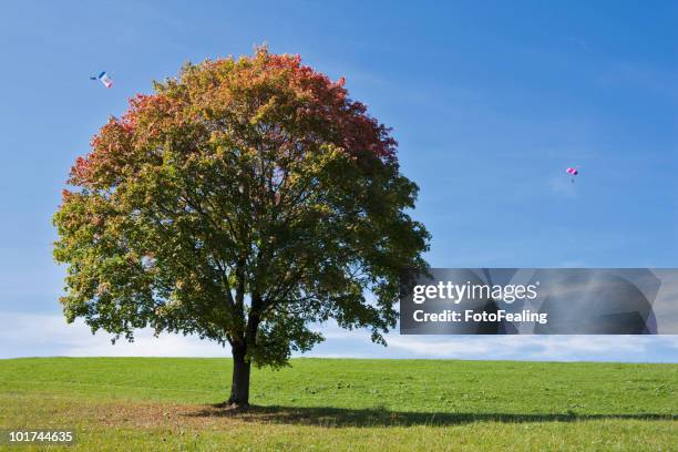 germany, bavaria, maple tree in field, paraglider in background - field maple stock pictures, royalty-free photos & images