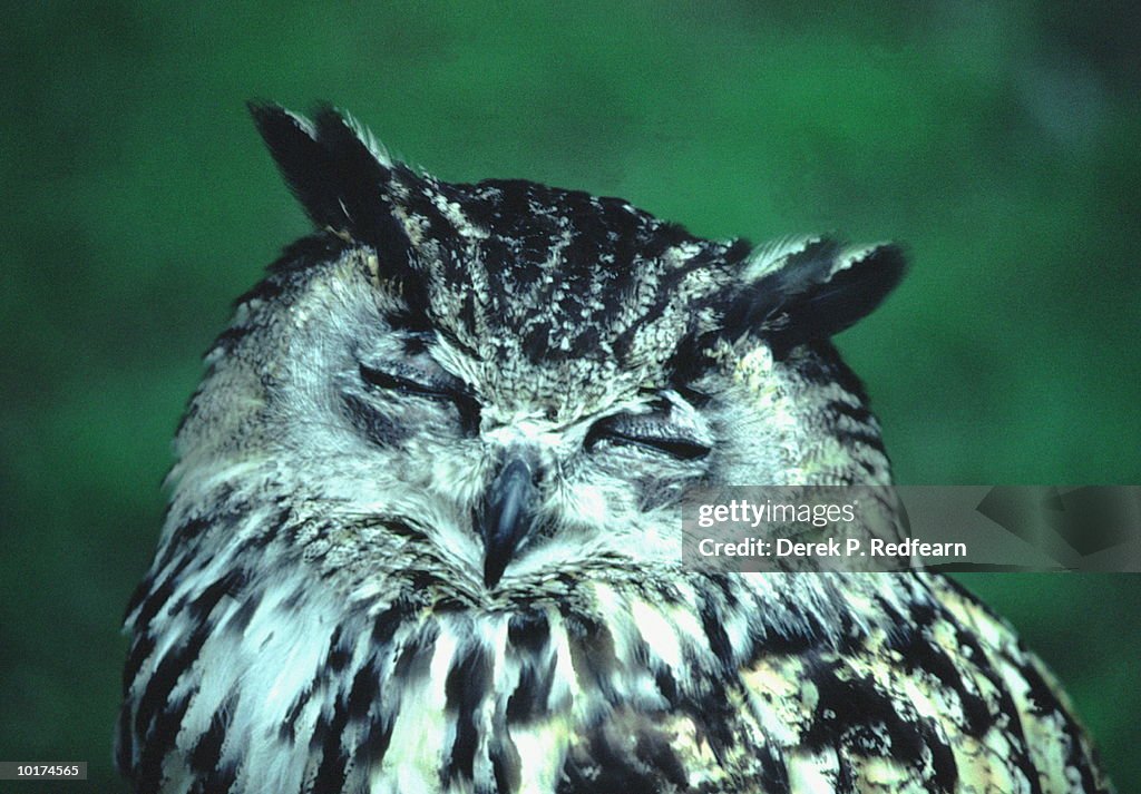 OWL WITH CLOSED EYES