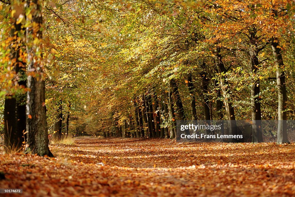 FOREST AUTUMN COLOURS