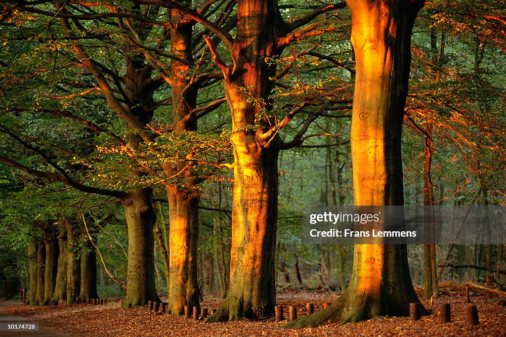 FOREST, HOLLAND