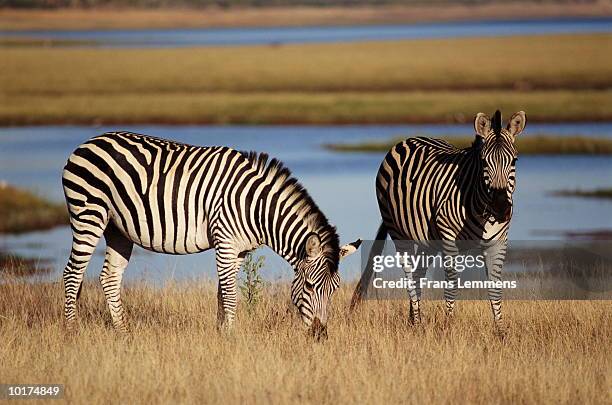 zebras, lake kariba, zimbabwe, africa - hwange national park bildbanksfoton och bilder