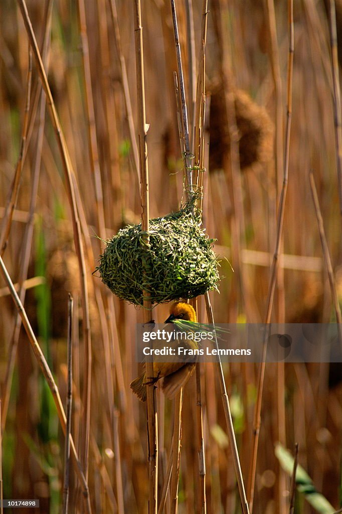 MASKED WEAVER, (PLOCEUS VELATUS)