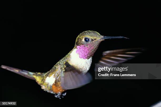 hummingbird in flight, costa rica - purple throated mountain gem stock pictures, royalty-free photos & images