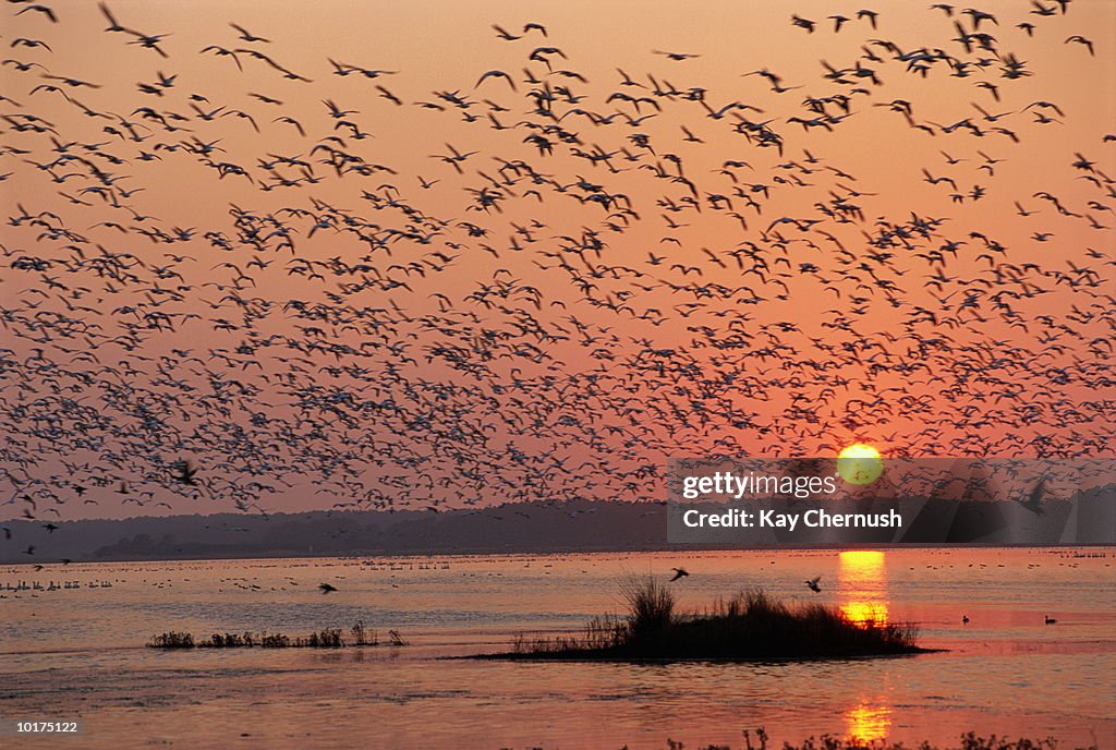SNOW GEESE FLYING OVER POND, SUNSET