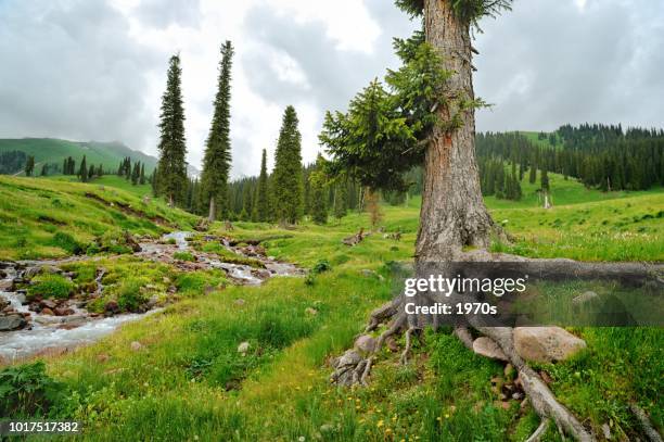 streams in the mountain - cedar river stock pictures, royalty-free photos & images