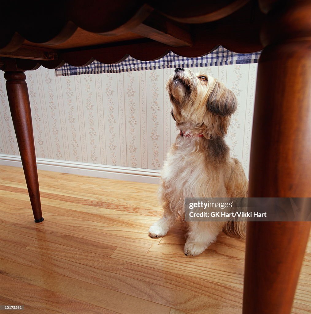 TIBETIAN TERRIER