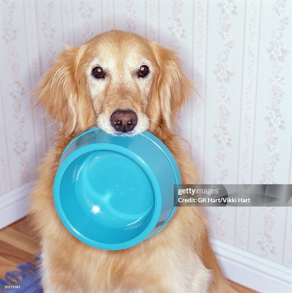 GOLDEN RETRIEVER WITH BOWL IN MOUTH