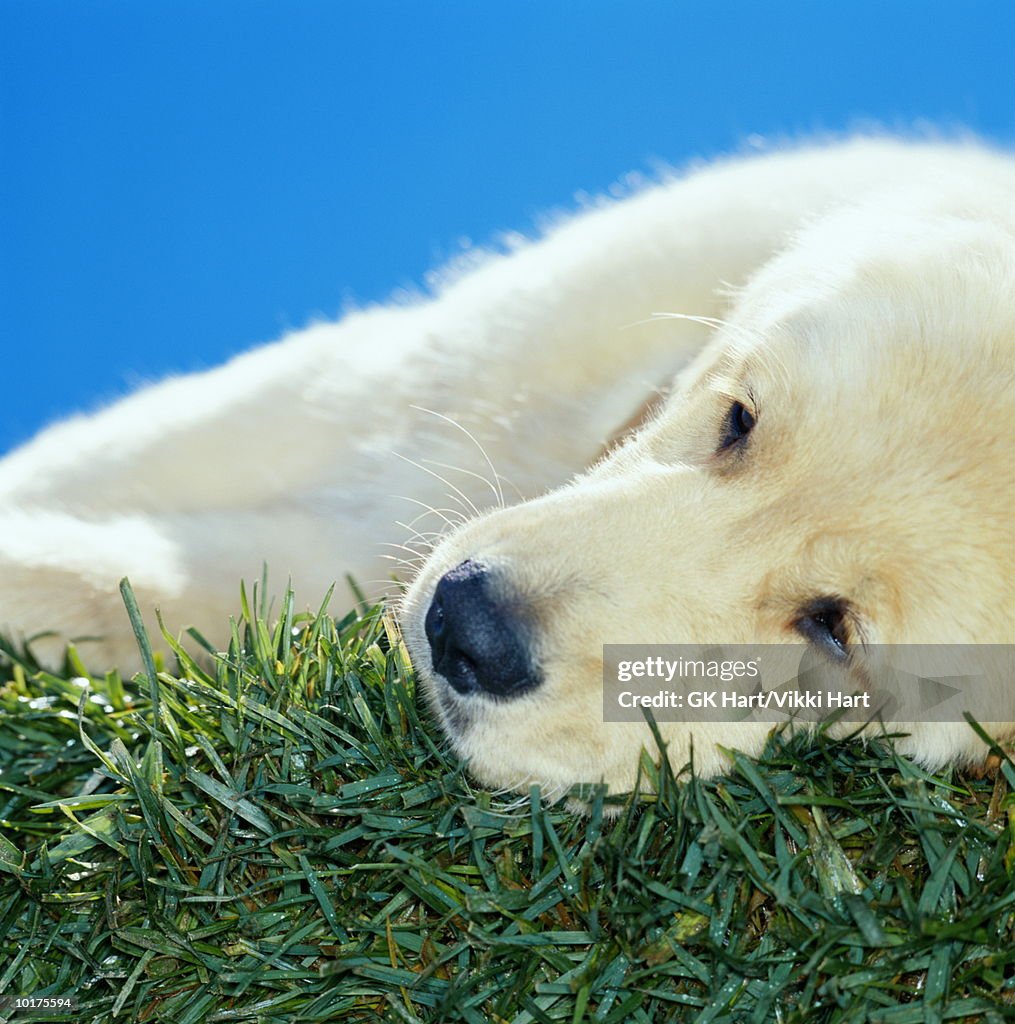 PUPPY LYING ON GRASS, CLOSE-UP