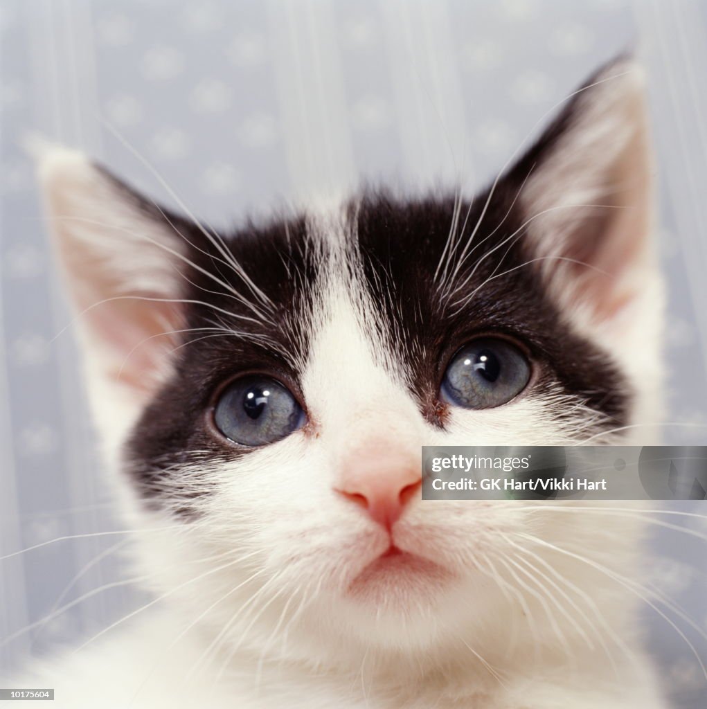 PORTRAIT OF BLACK & WHITE KITTEN, CLOSE-UP