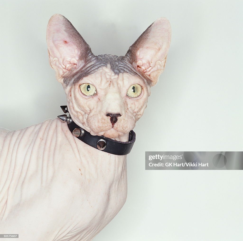 HAIRLESS SPHYNX CAT WEARING STUDDED COLLAR