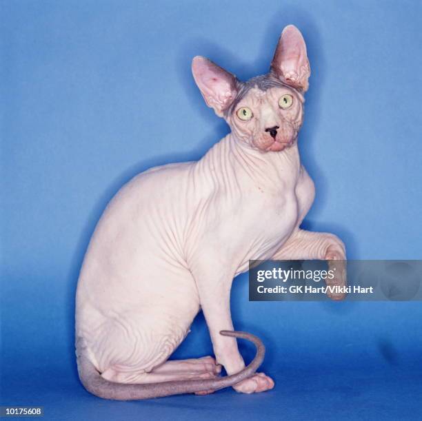 hairless cat posing with blue background - ugly cat ストックフォトと画像