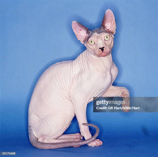 hairless cat posing with blue background - ugly cat stockfoto's en -beelden