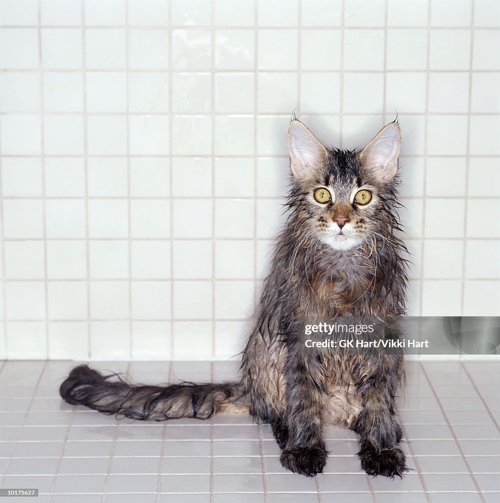 WET MAINE COON CAT