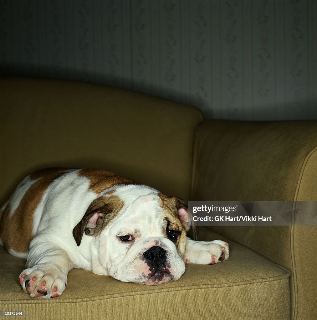 ENGLISH BULLDOG PUPPY ON COUCH