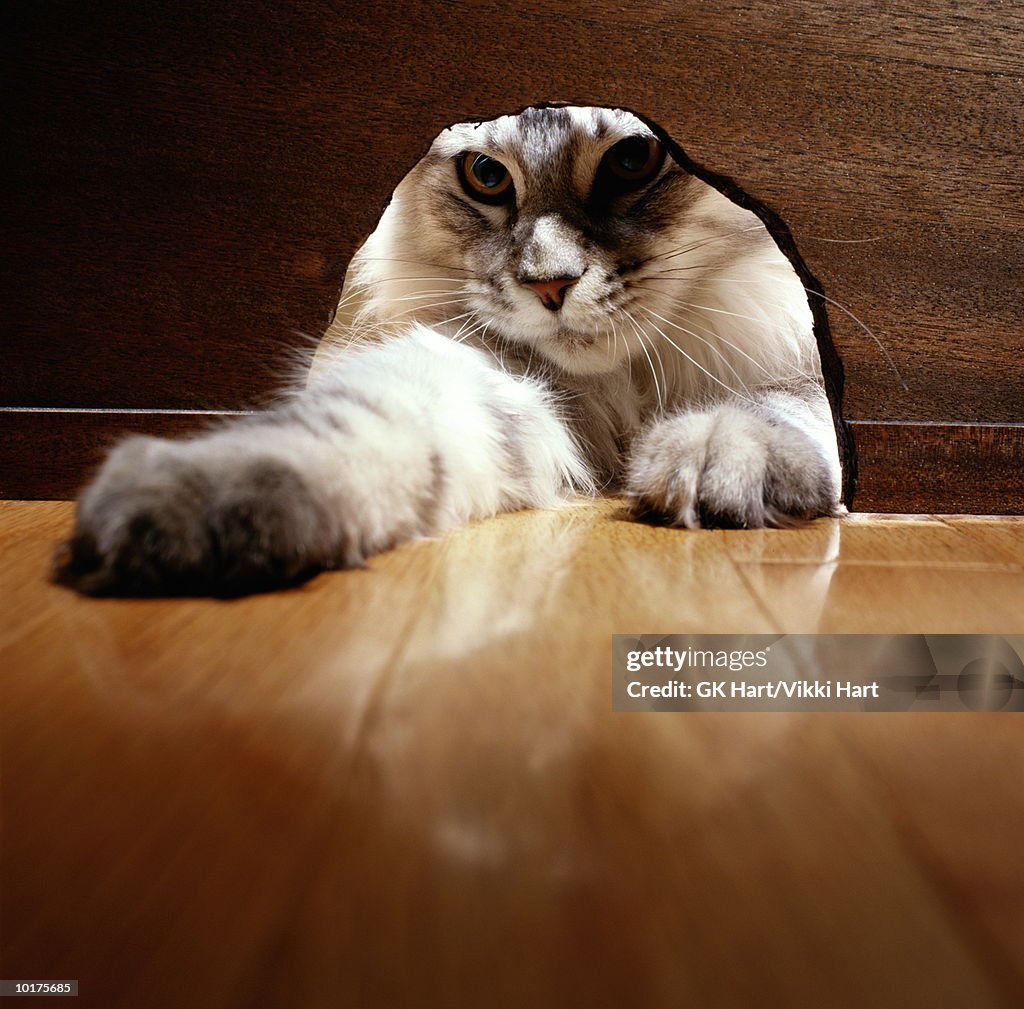 CAT REACHING THROUGH MOUSE HOLE