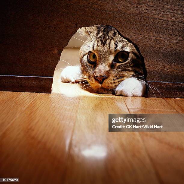 cat looking through mouse hole - mouse hole stock pictures, royalty-free photos & images