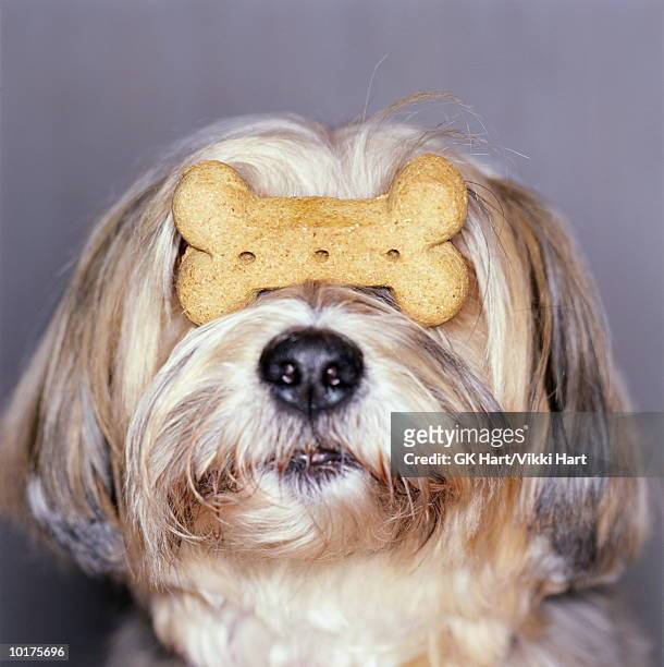 tibetian terrier with bone on nose - dog biscuit stock pictures, royalty-free photos & images