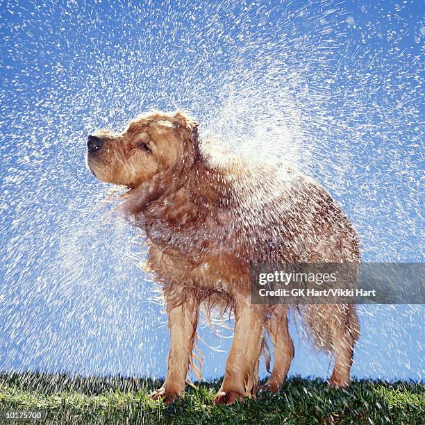 golden  retriever shaking off water - dog shaking stock pictures, royalty-free photos & images